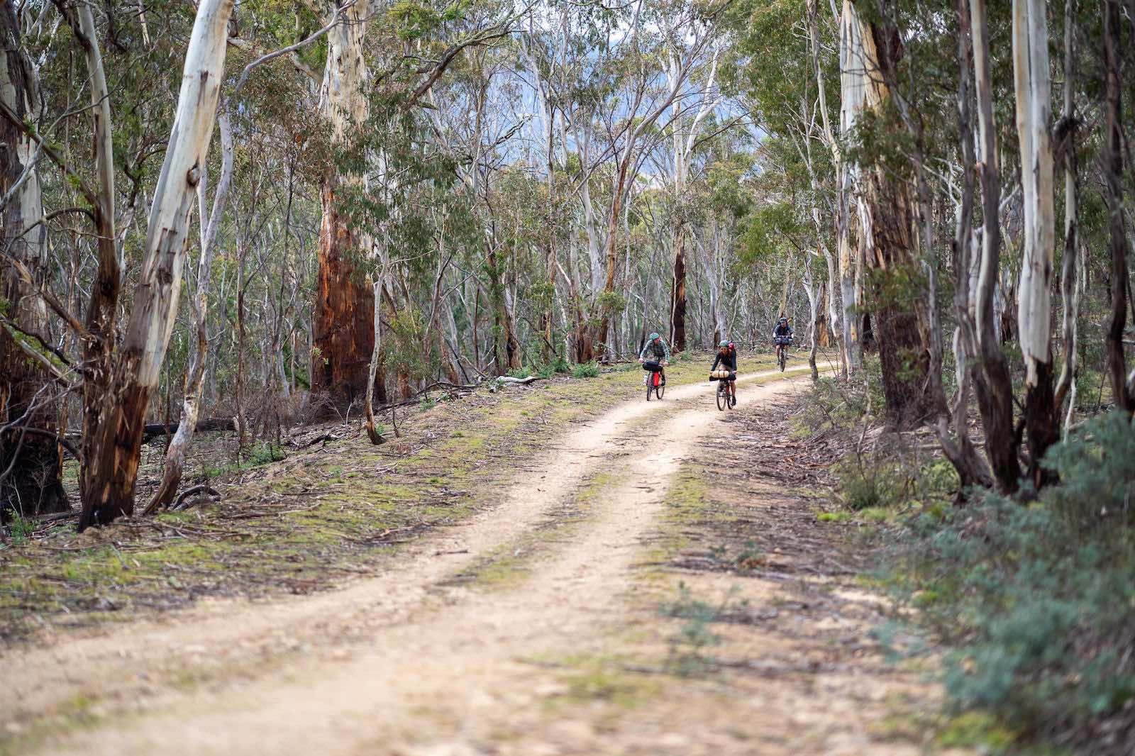 bikepacking through a forest in the Jagungal Wilderness