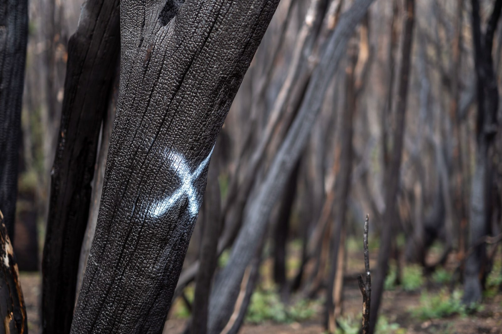 burnt trees in Kosciuszko National Park after the fires, taken during a bikepacking trip