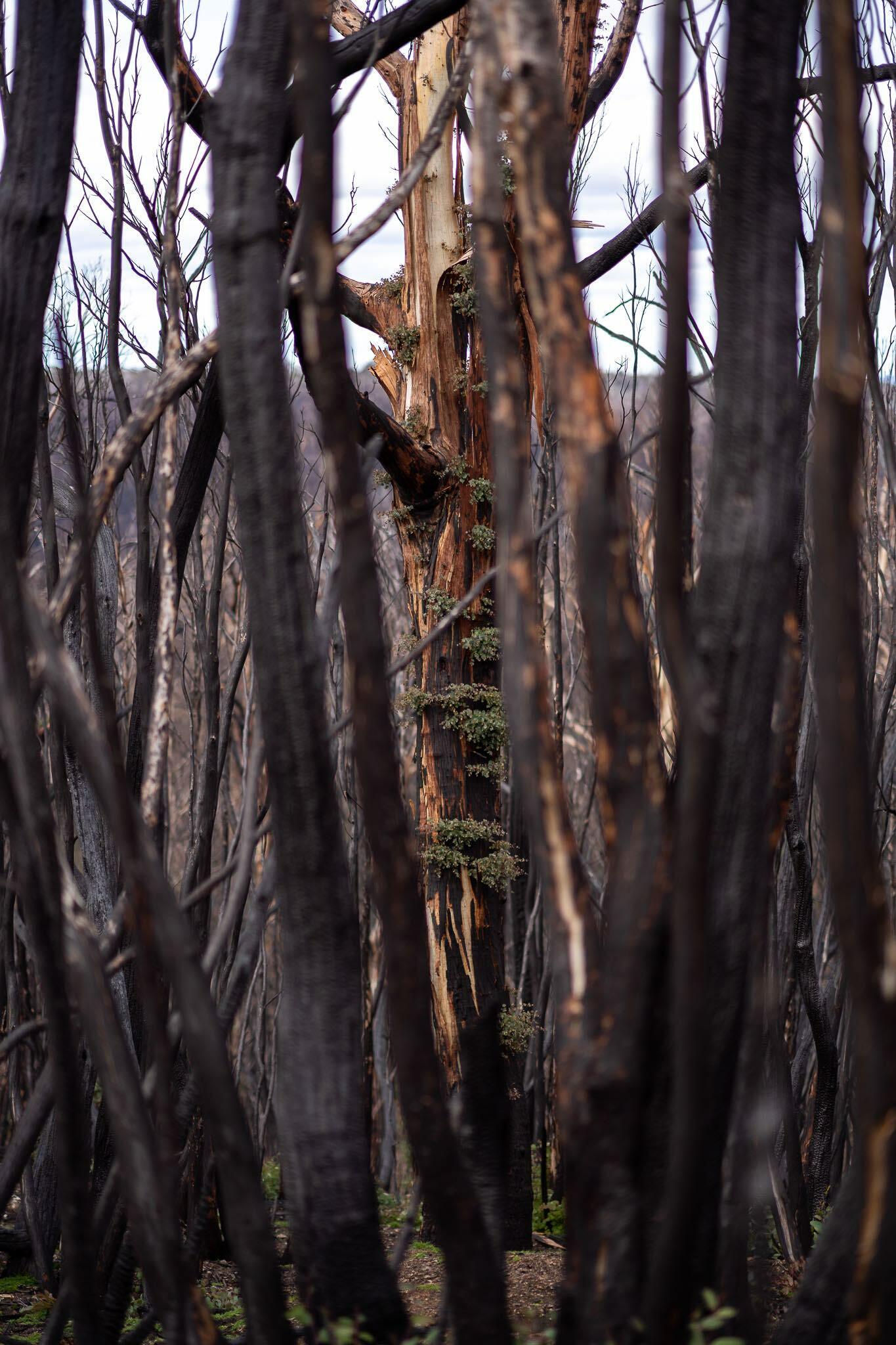 burnt trees in Kosciuszko National Park after the fires, taken during a bikepacking trip