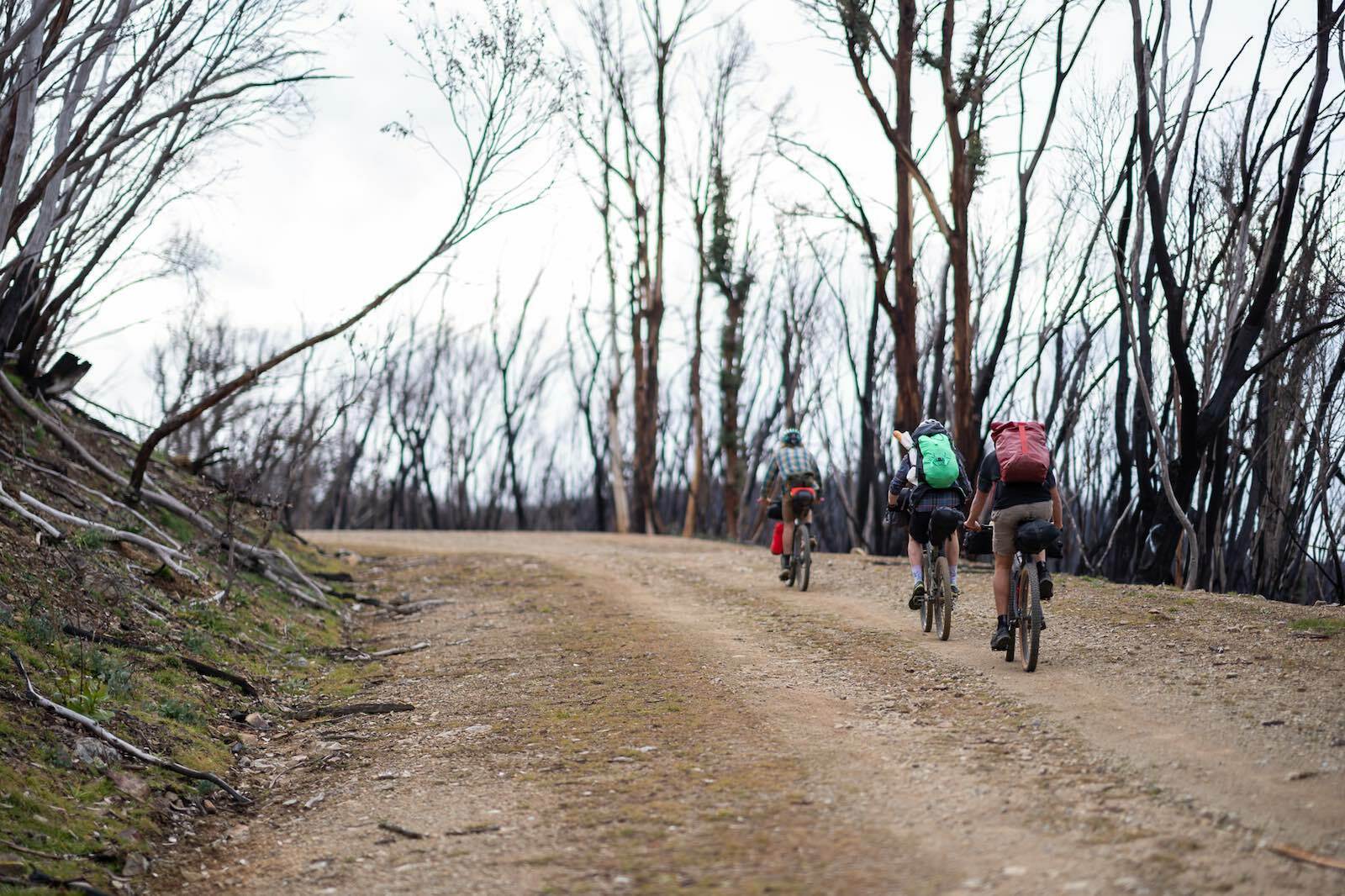 bikepacking through a forest in the Jagungal Wilderness