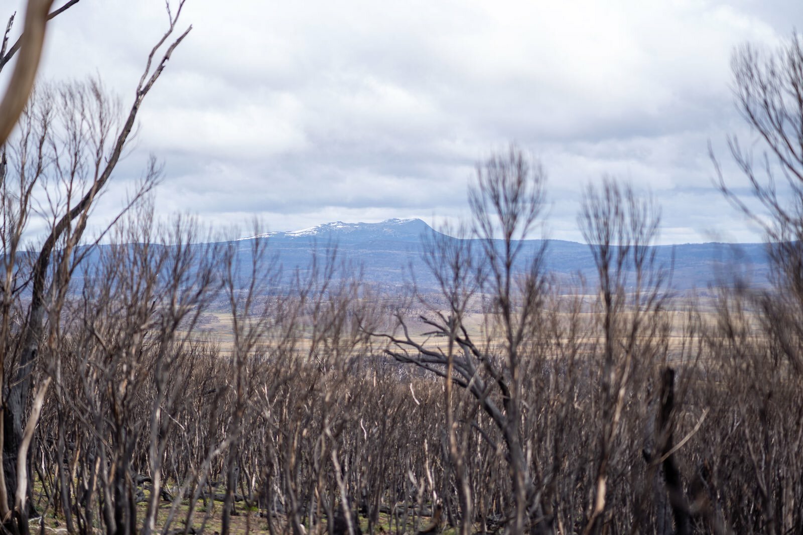 Mt Jagungal from a distance through burnt trees