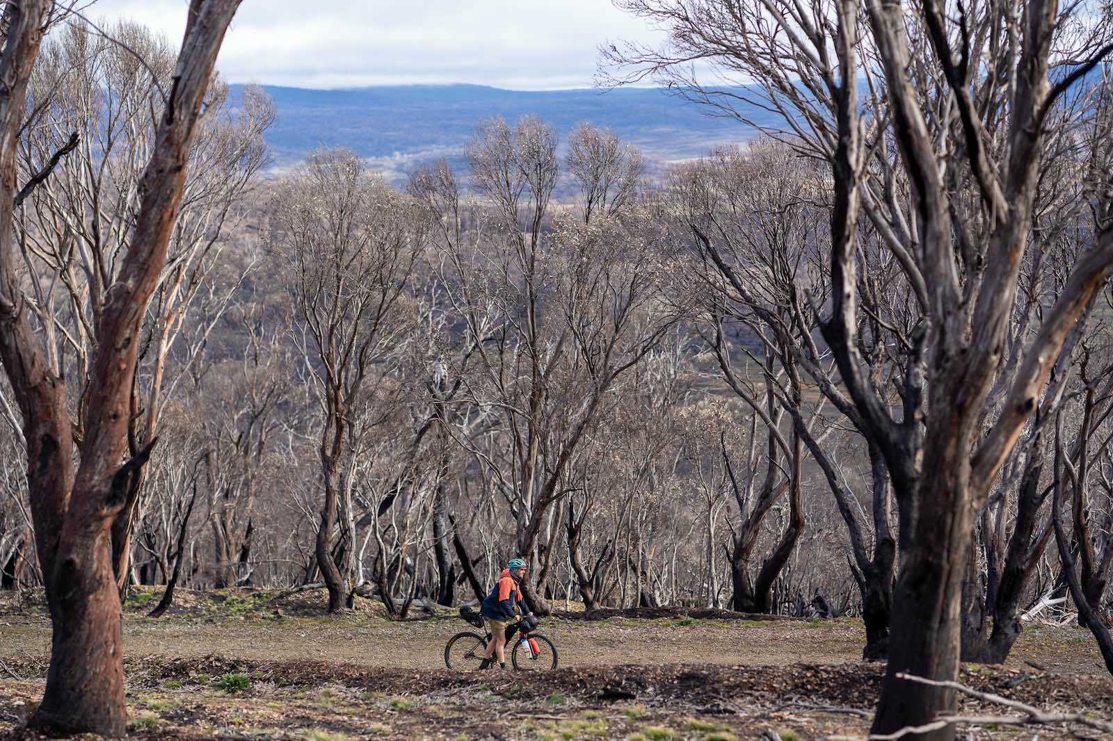 bikepacking through a forest in the Jagungal Wilderness