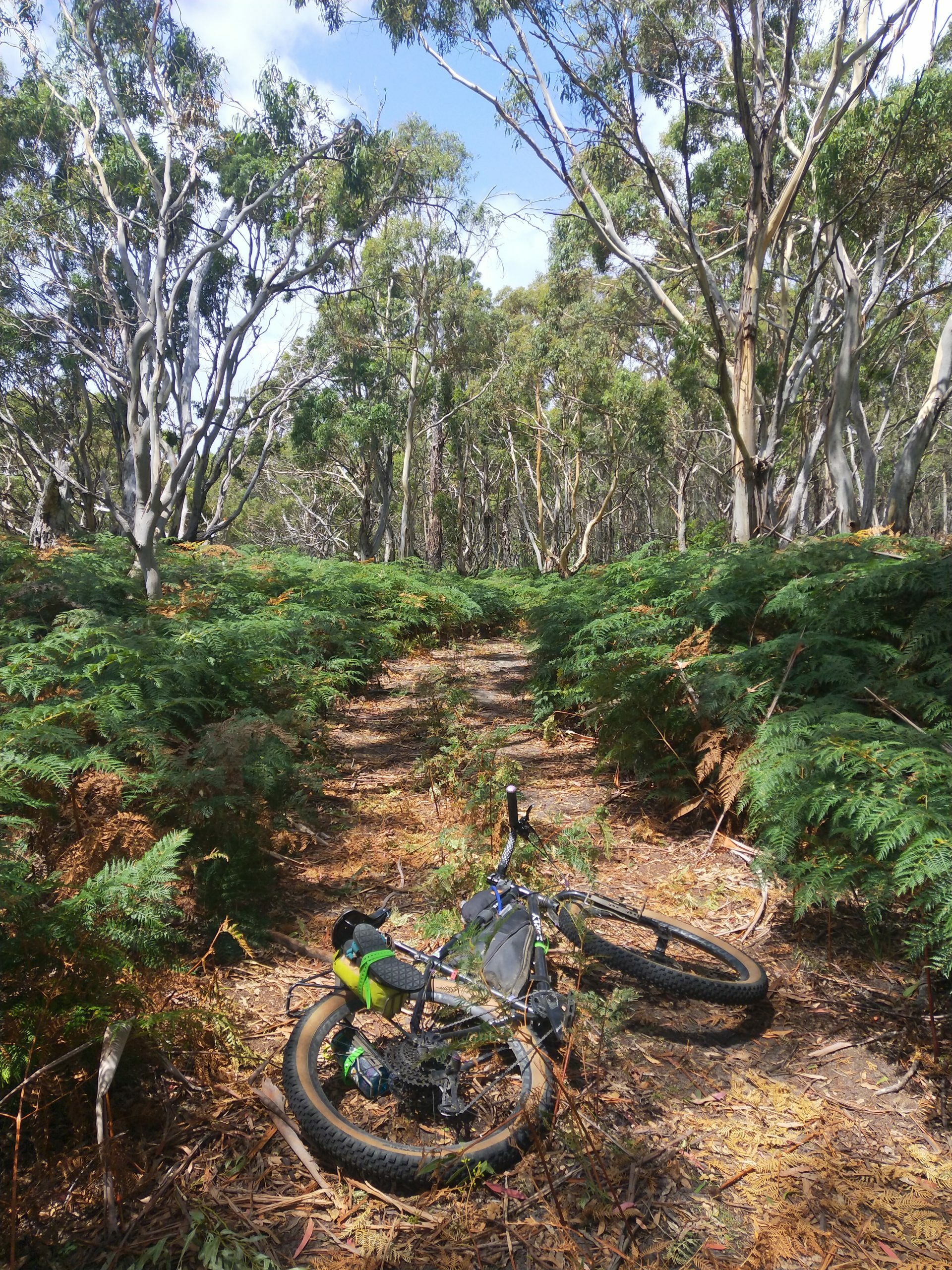 Surly bike in the forests of Tasmania, Rediscovering the benefits of bicycles