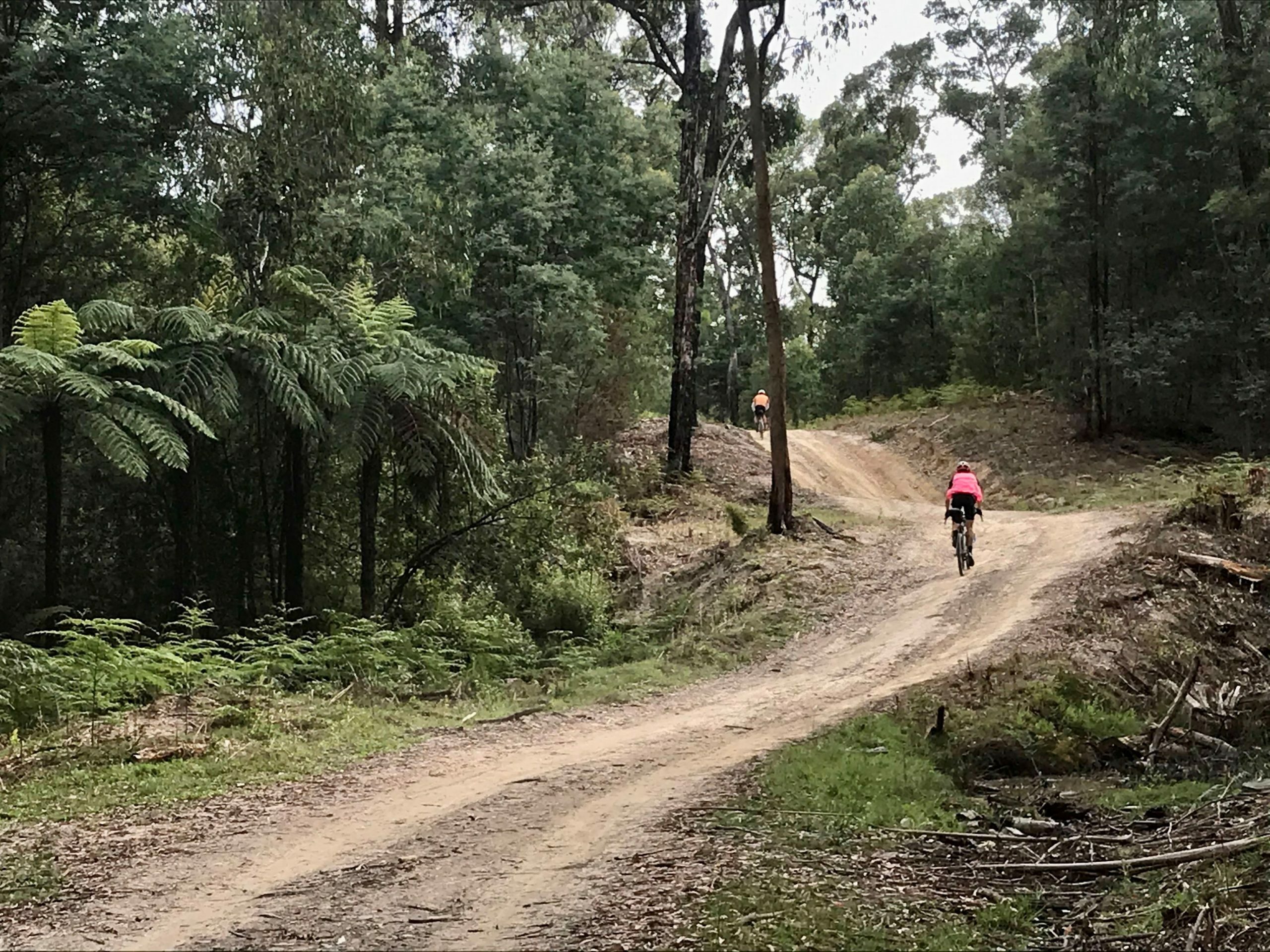 Riding the Victoria divide 550 through the forests