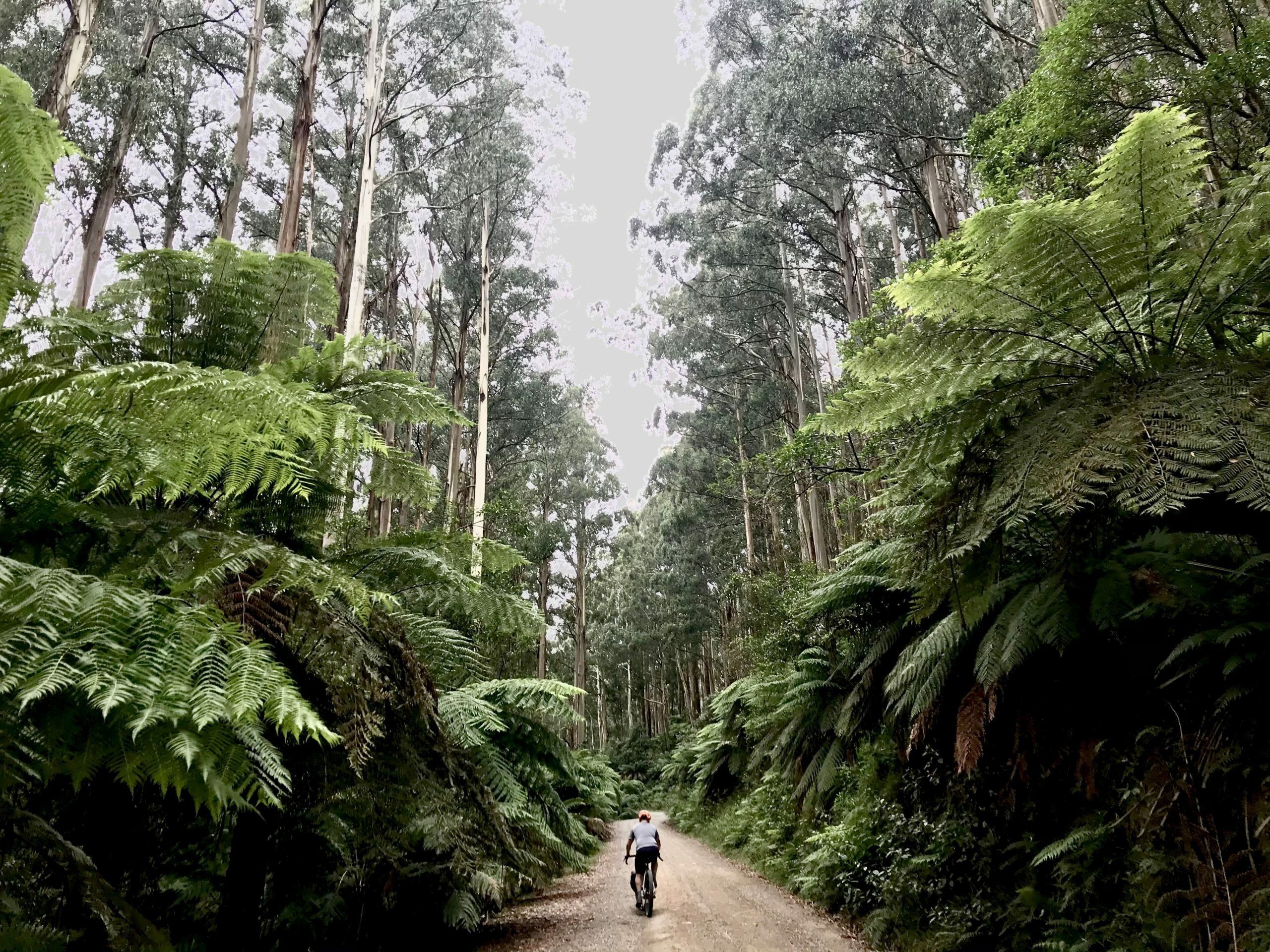 Ferns of the Victoria divide 550 bikepacking race