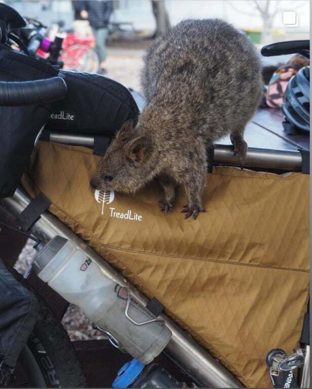 Quokka at Rottnest Island