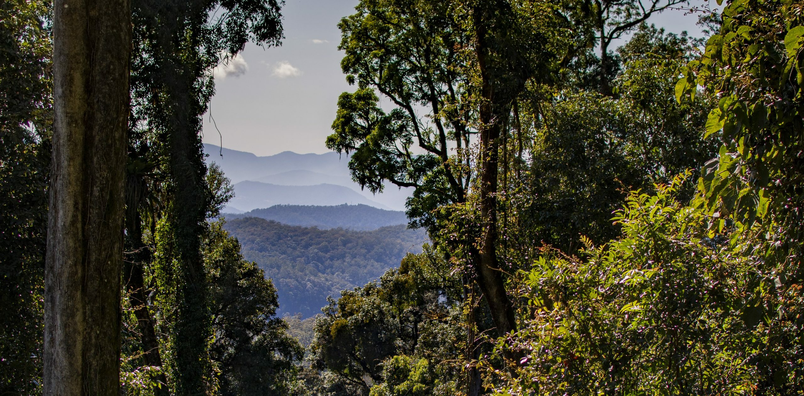 View of the Border Ranges