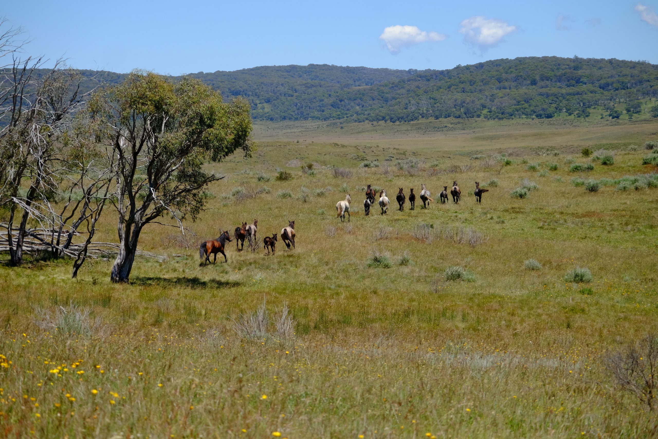 Wild brumbies in Long Plain area