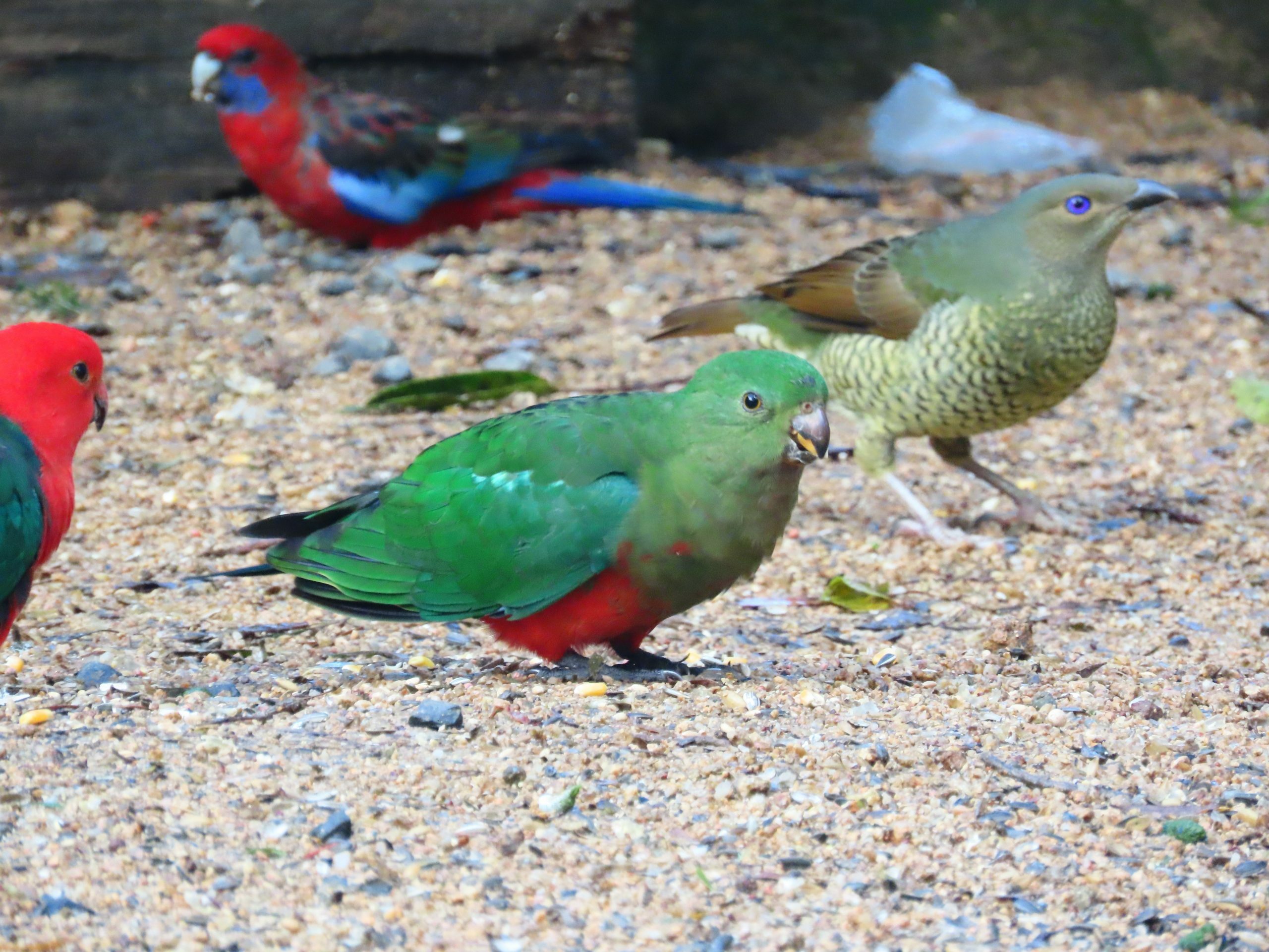 King parrots, crimson rosella and female satin bowerbird at Queen Mary Falls Caravan Park