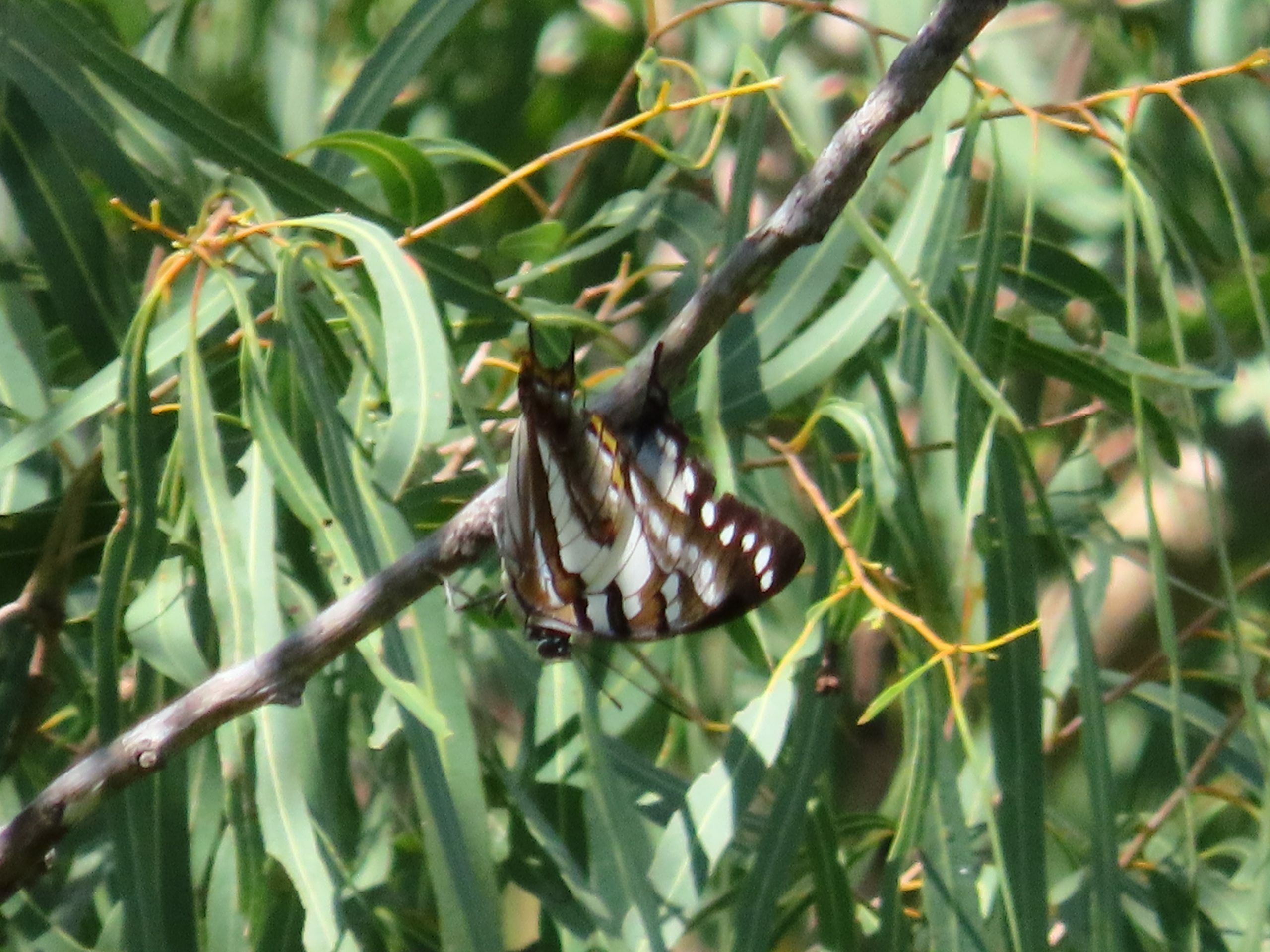 Tailed Emperor butterfly at Cunningham’s Crest Lookout